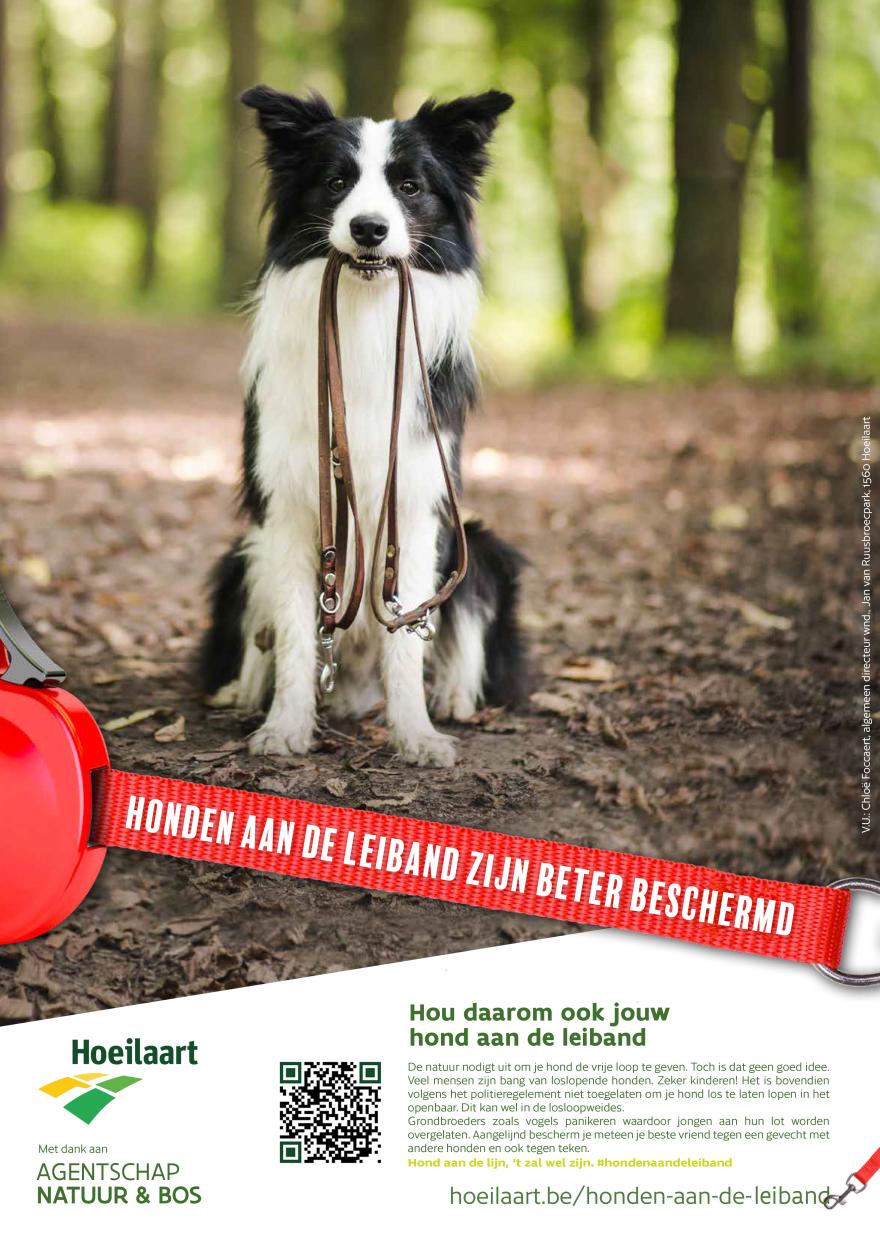 Affiche honden aan leiband