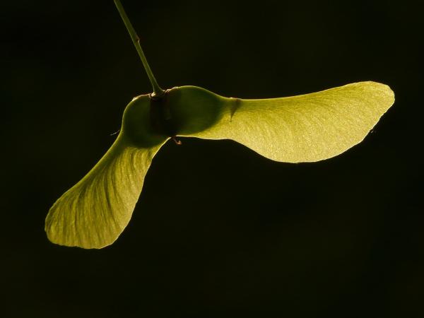 niet-giftige esdoorn: Acer platanoïdes
